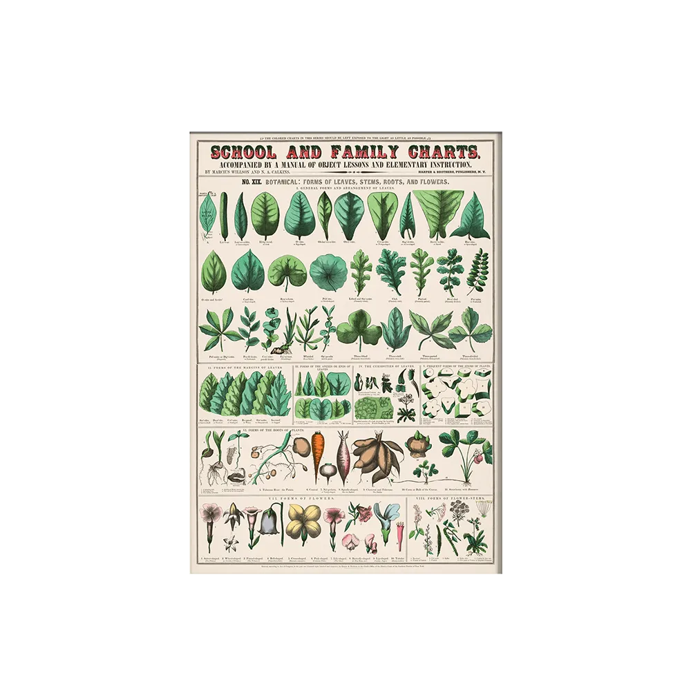 Növényismereti poszter