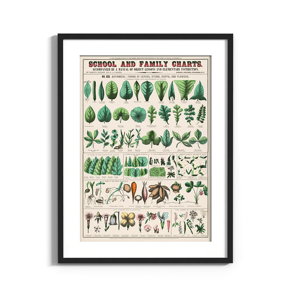 Növényismereti poszter