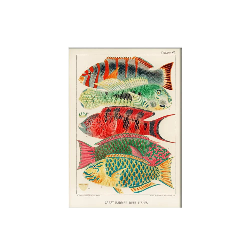 Vintage színes halak