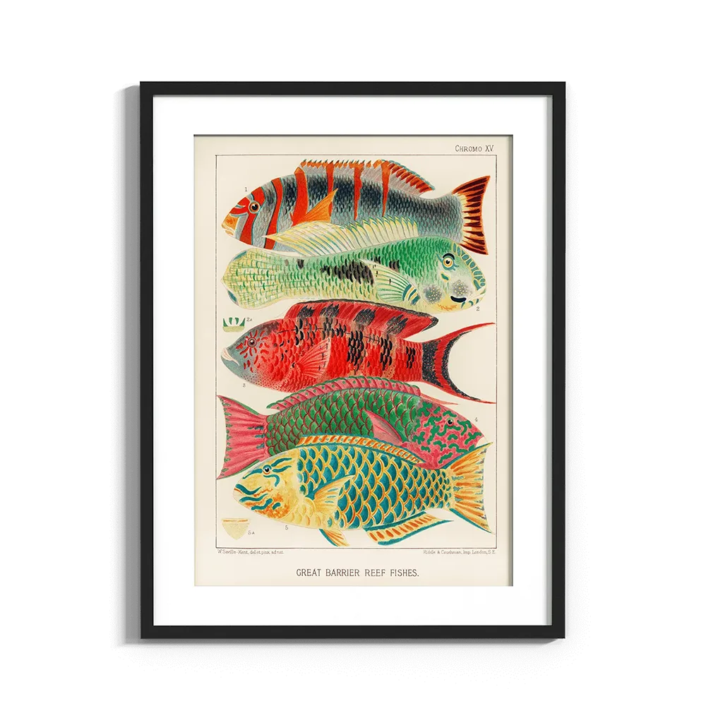 Vintage színes halak